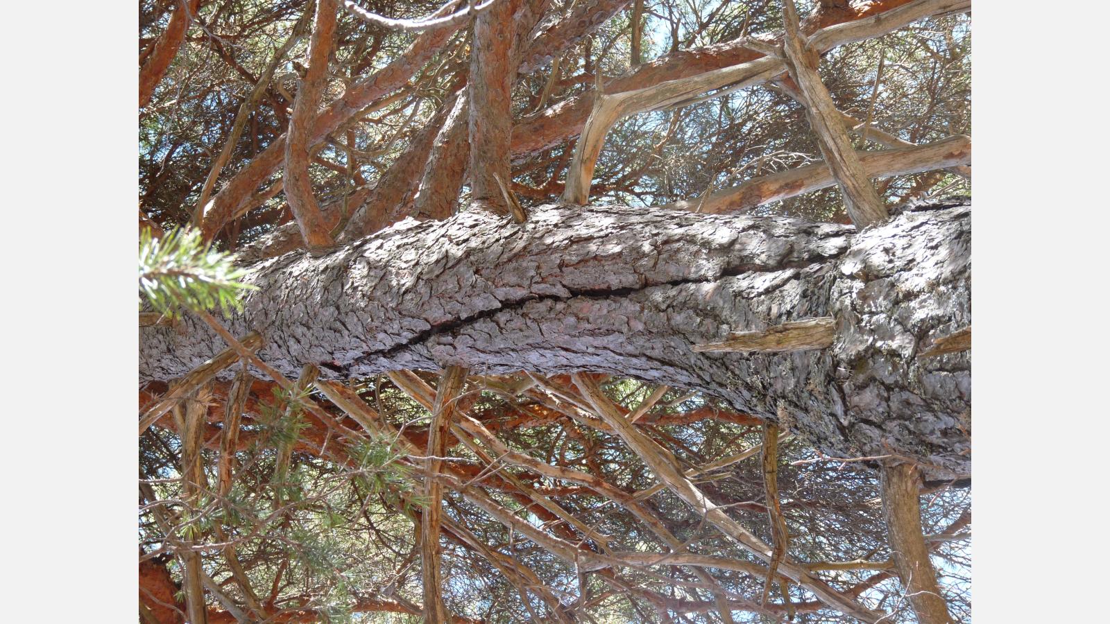 exemple de dendro-microhabitats fente