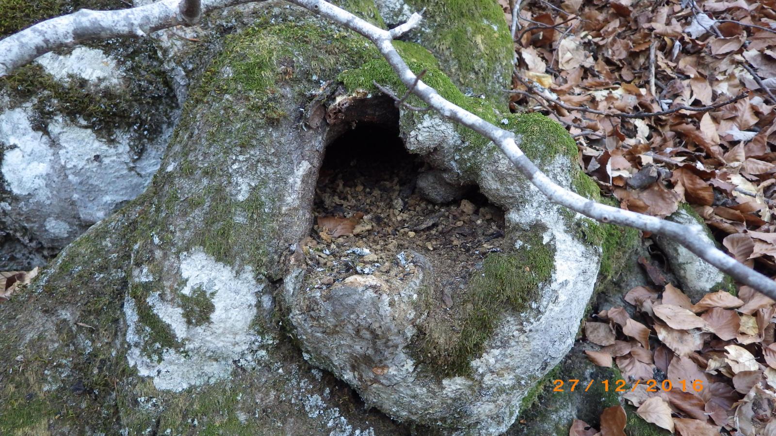 exemple de dendro-microhabitats 4