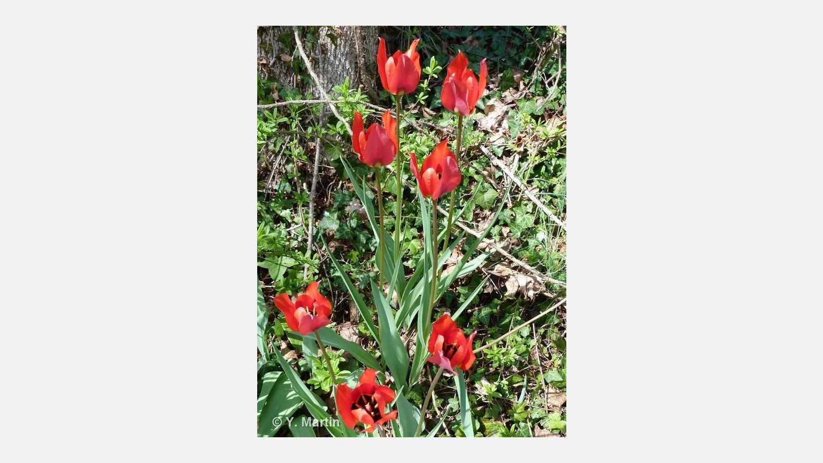 Tulipe rouge
