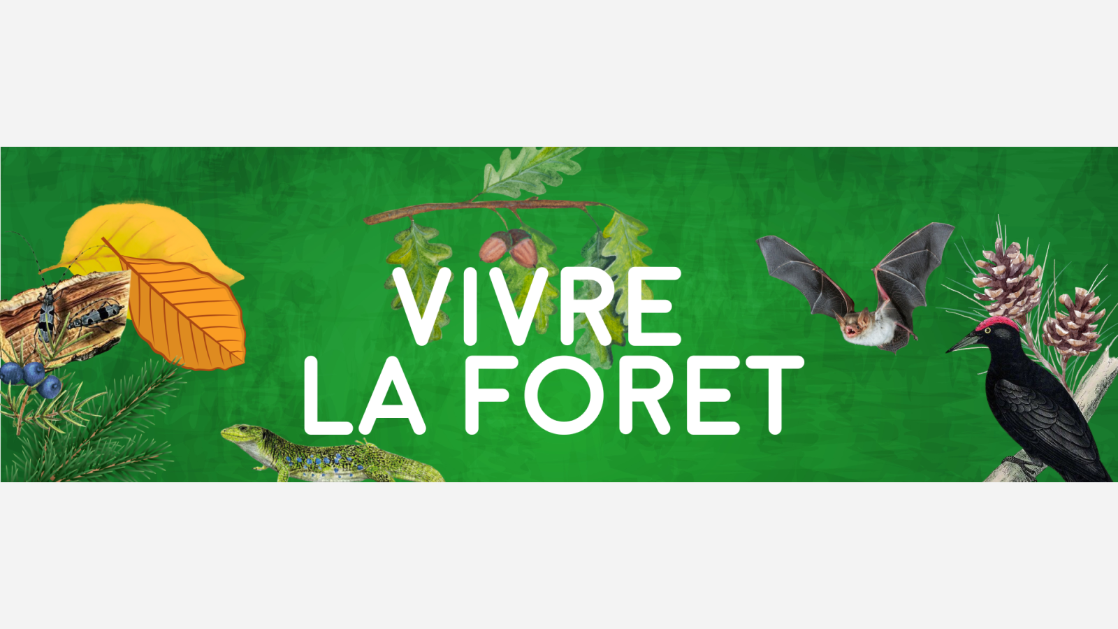 bannière vivre la forêt