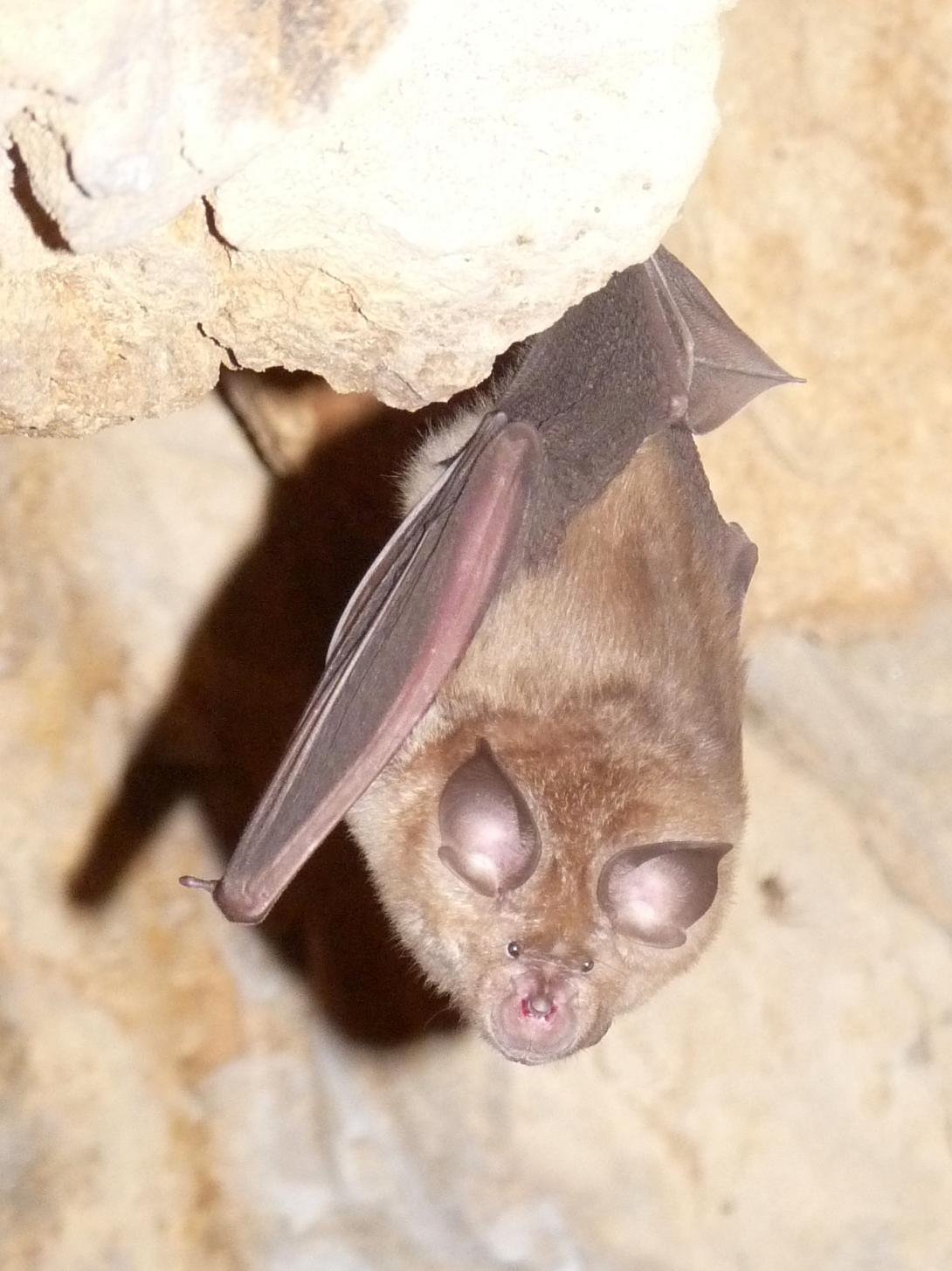Grand rhinolophe