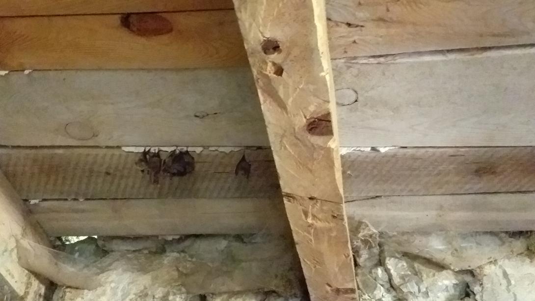 Petits Rhinolophes en gîte d'été