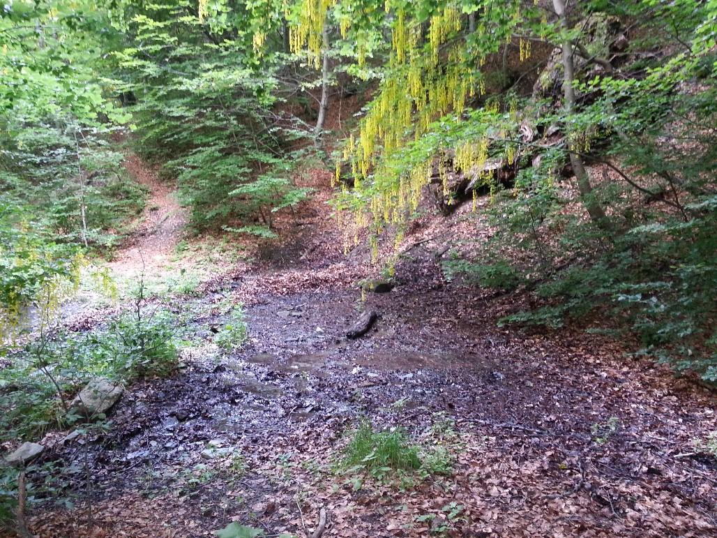 mare forestière avant travaux
