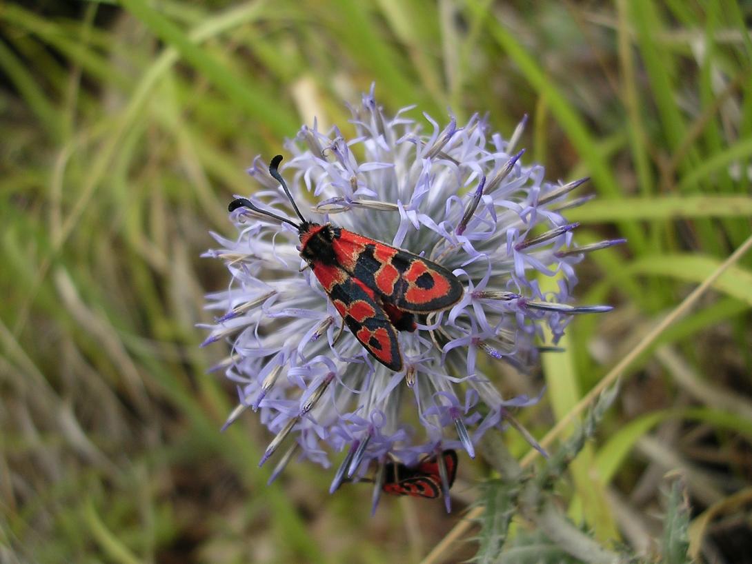 Zygaena fausta