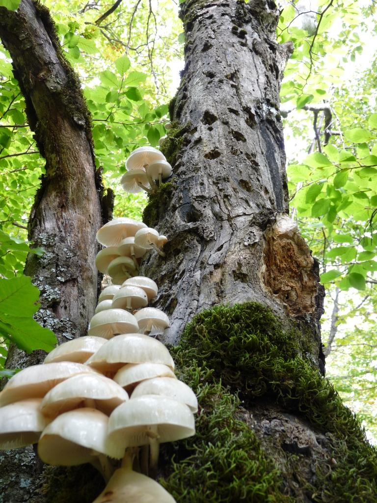 arbre et champignons