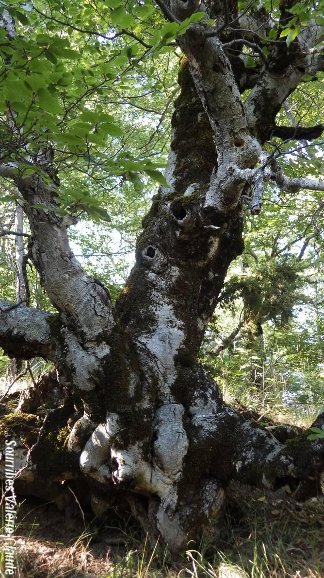 arbre sénescent turriers