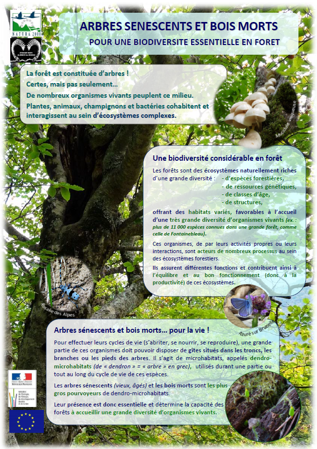 plaquette arbre sénescent image